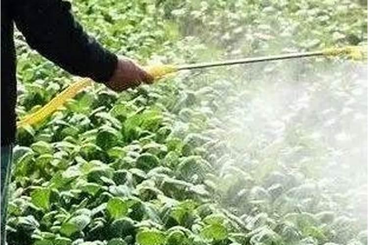 腐植酸叶面肥的具体作用是什么？什么时候用效果最好？