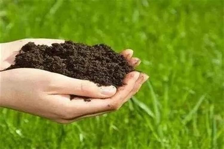 促进植物生根的肥料是钾肥还是磷肥