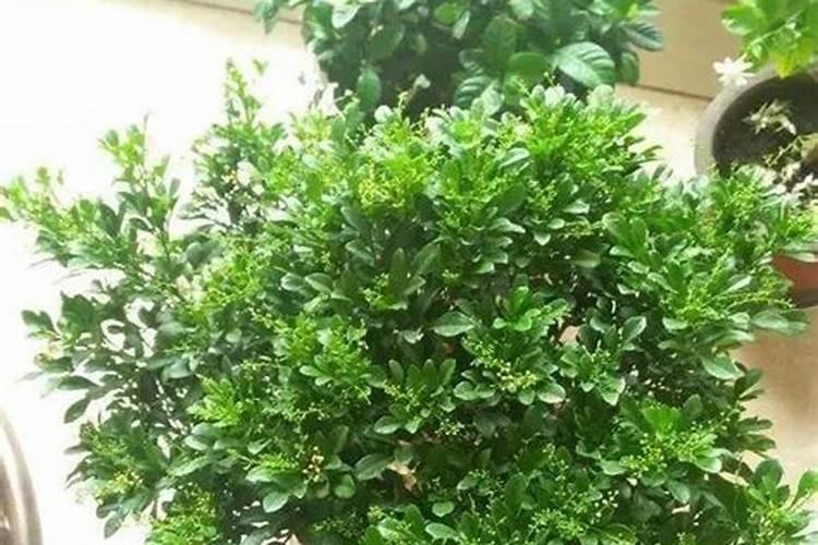 二胺用来养花可以吗？