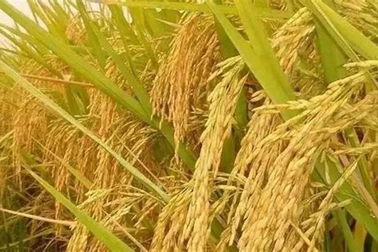 水稻精确施肥技术各种肥料用量