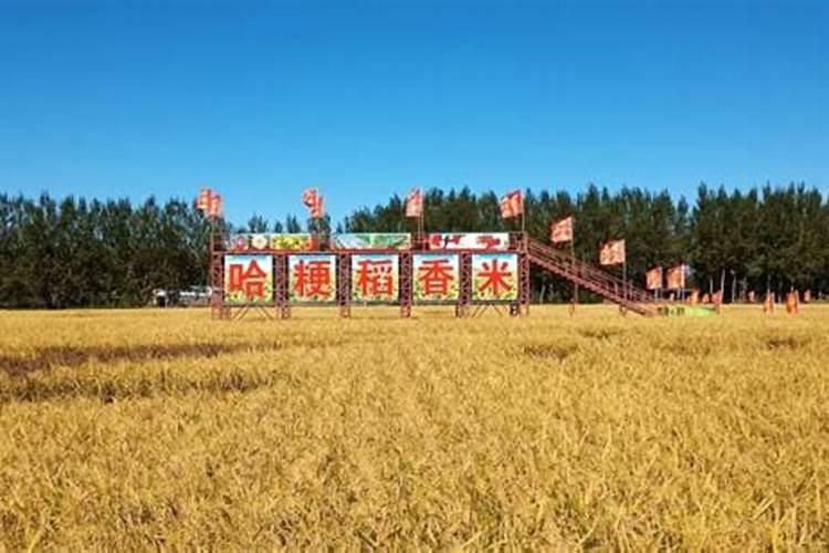 水稻中后期怎么管理肥水？