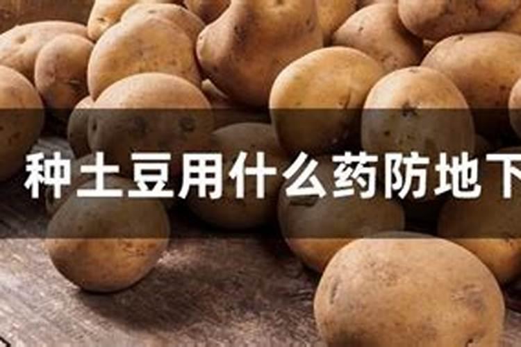 在给红薯防虫时,冲施和蘸根哪种方法更有效呢？