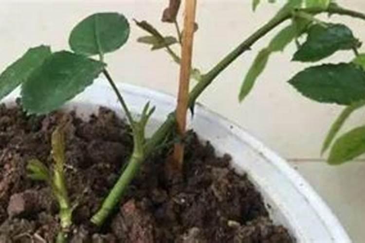 杨树用尿素烧根有啥办法吗？