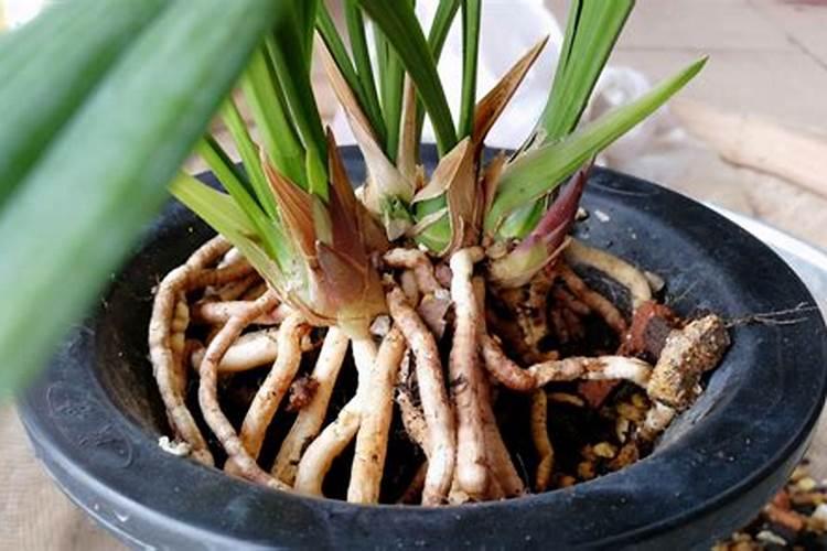 兰花种植后多久可以施肥 兰花种植后何时施肥最佳