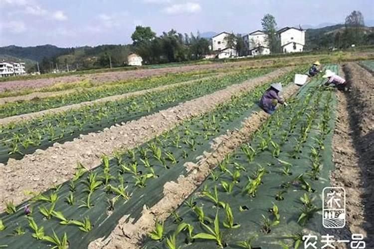 如何根除草坪香附子