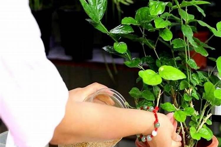 茉莉花怎么才能让叶子又大有好？