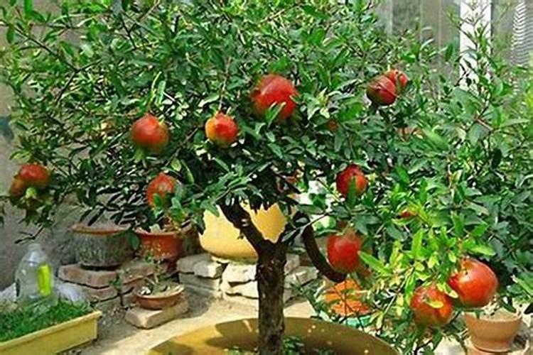 芸苔素内酯可以滴灌冲施吗一亩地冲是多少？