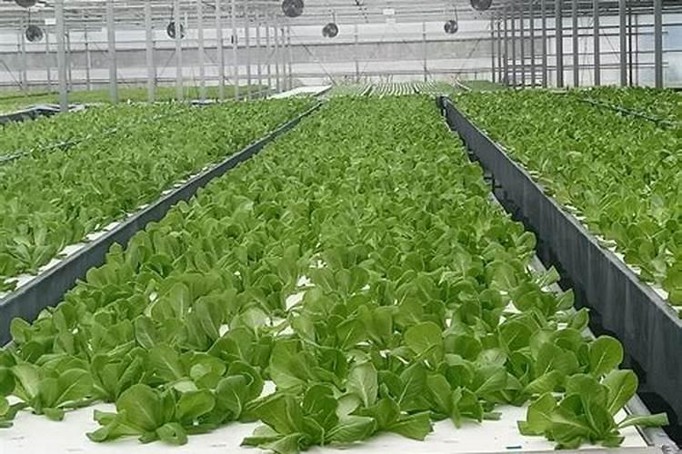 油菜需要喷硼肥吗？什么时候喷合适呢？