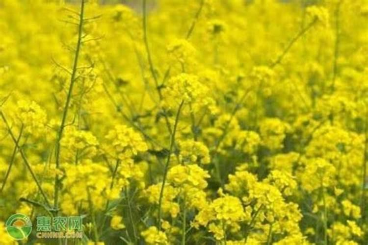油菜开花期打硼肥早晨几点打好？