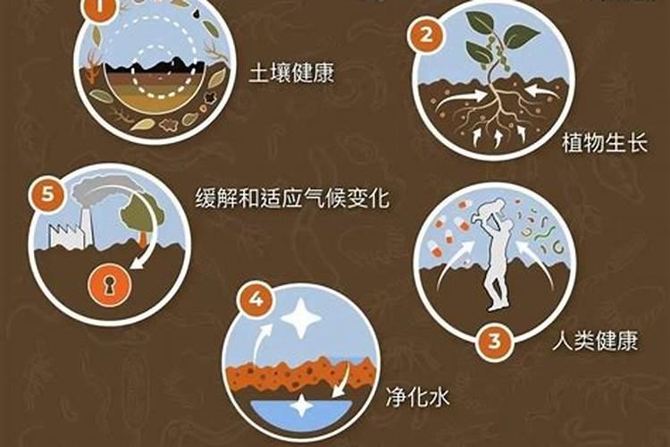 √生根壮苗微生物有机肥裁红薯苗怎么用？
