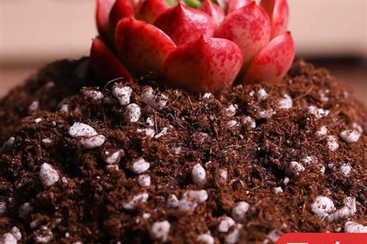 动漫中沙发是什么意思