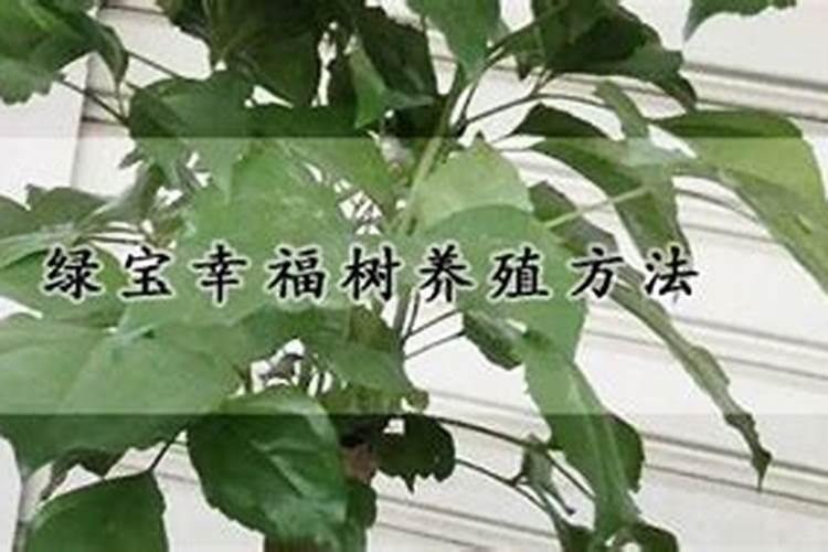 幸福树怎么养护与浇水