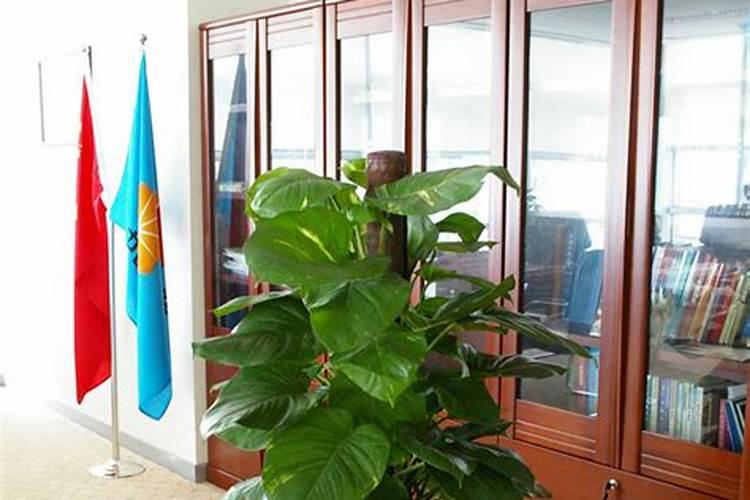 吉桉专用肥厂家是正归吗？