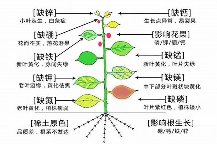 自己种的葱拿什么施肥 施什么肥长的又快又好