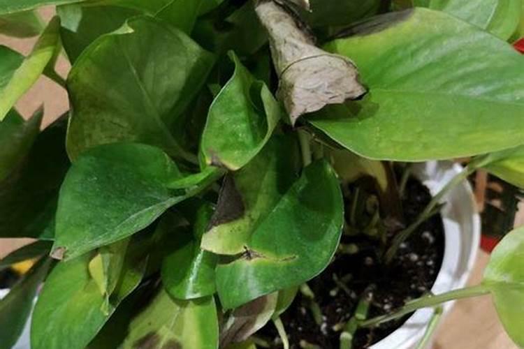芹菜叶子黄了是缺少什么肥料 补救方法有哪些