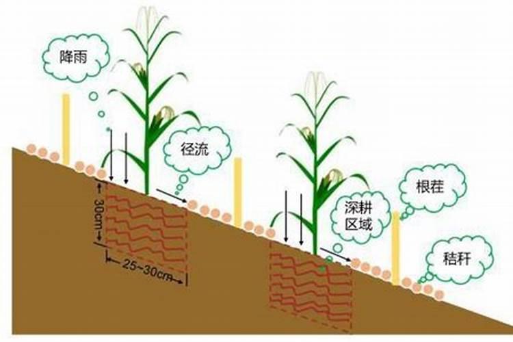 树木怎样施肥