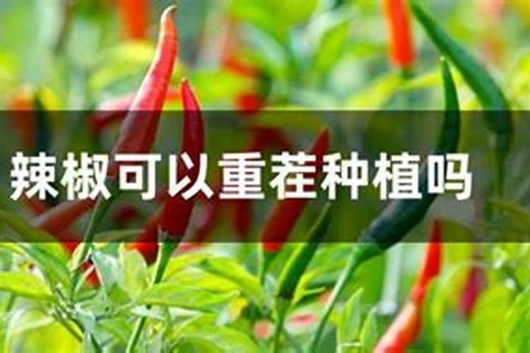 辣椒种植怎么样用花生麸？