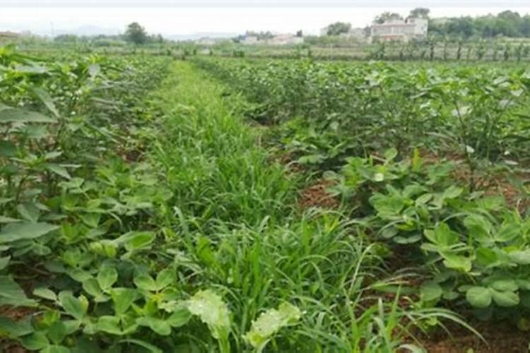 花生种植使用什么肥收获果实更多