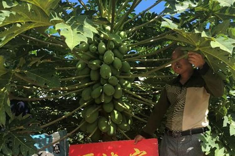 长寿花施什么肥好,长寿花施氮磷钾肥料最好
