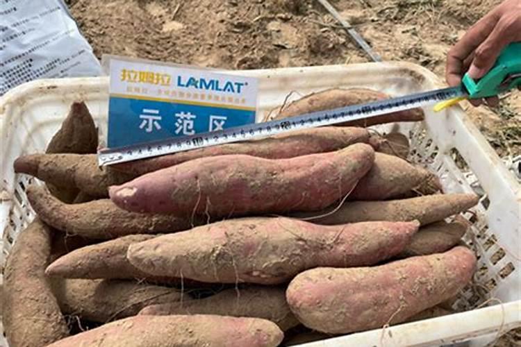 地瓜用什么肥料最好