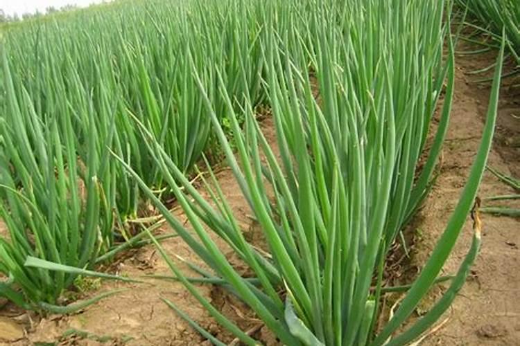 大葱种植高产施肥技巧大葱种植高产施肥应该怎么做