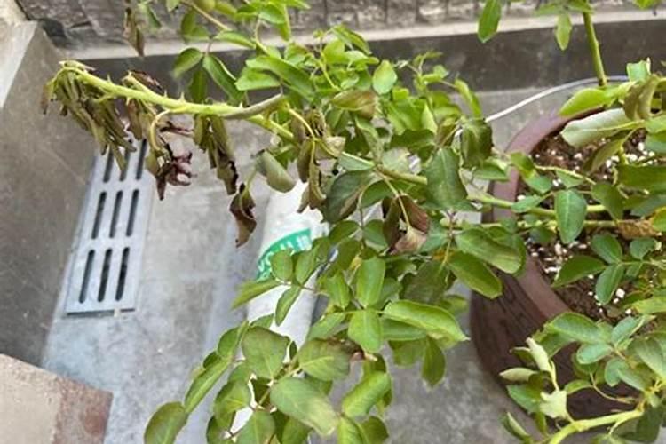月季花枯萎了怎么办