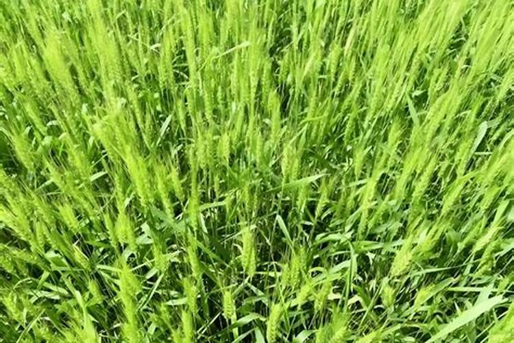 春季小麦追肥用什么肥料好