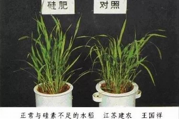 水稻一生需要多少个氮 水稻氮肥过多如何补救