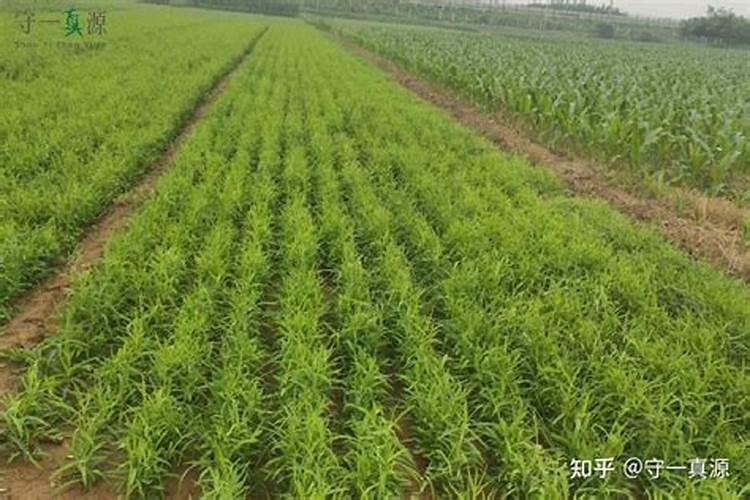 柴胡用什么化肥壮根