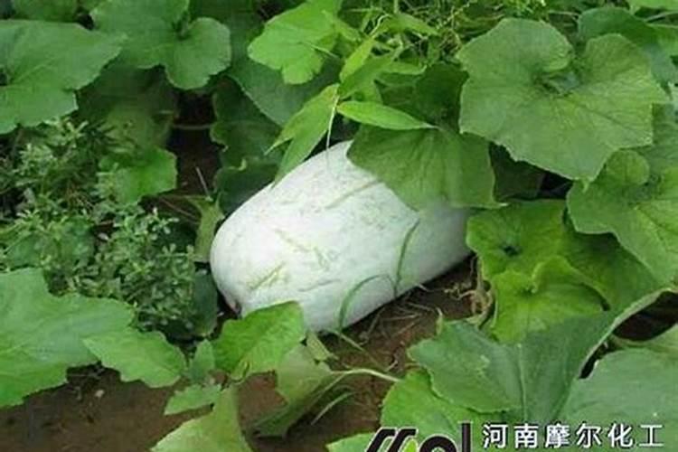 请问冬瓜使用什么药肥能使瓜叶一直保持鲜绿到采摘。