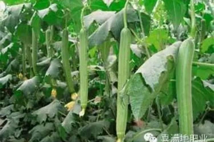 光合153叶面肥怎么样