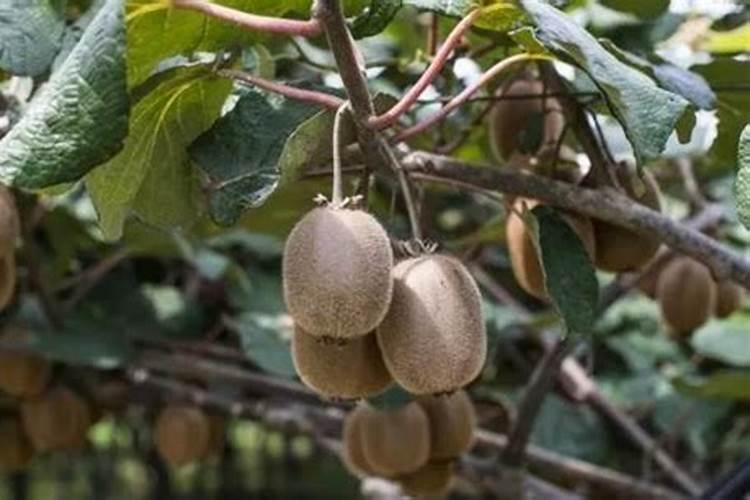 牡丹施肥用什么肥料合适,种植牡丹花四大高效肥料