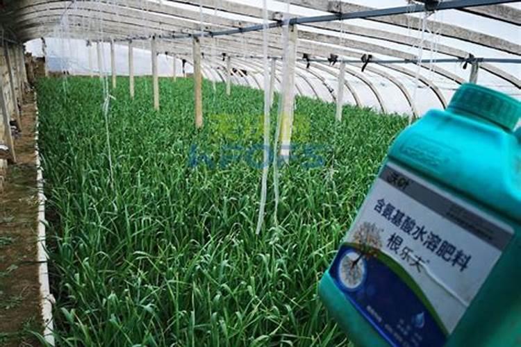 大蒜用什么肥料生根快？