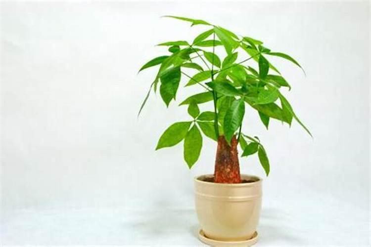 花卉液体肥料如何使用