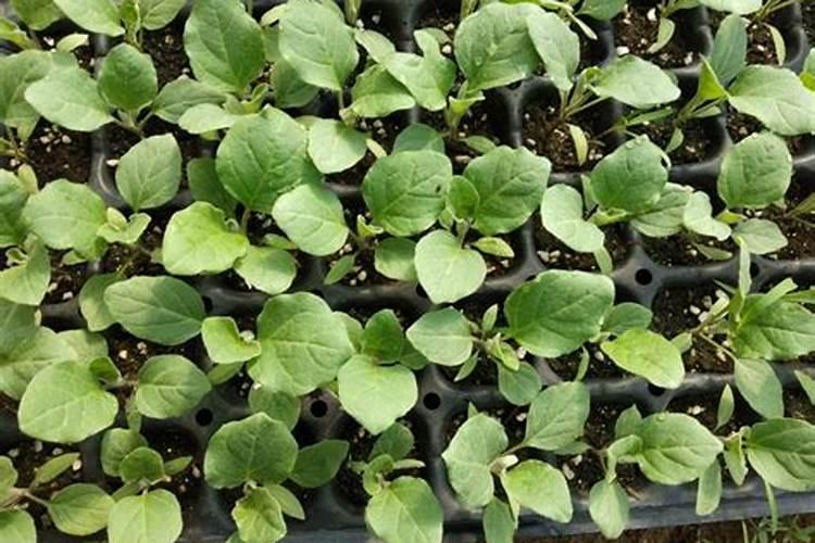 我自己种植的雷波脐橙怎么在这里卖出？