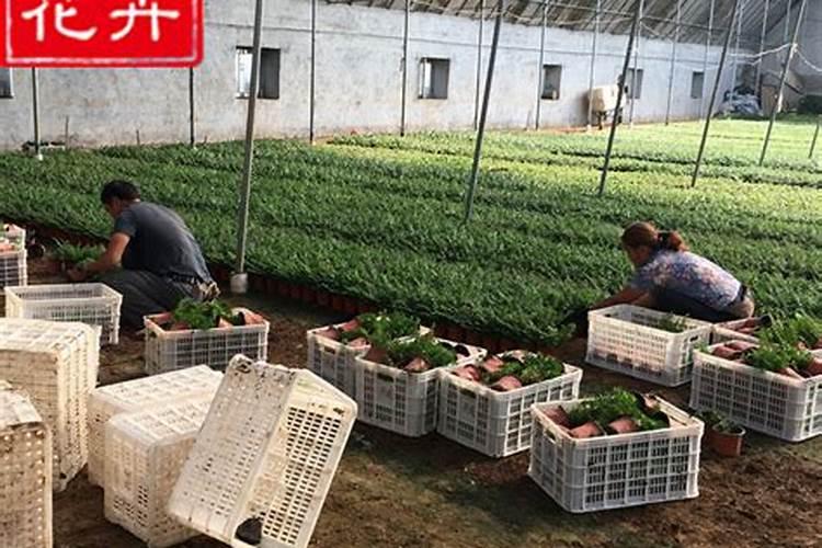 秋季满天星的种植方法