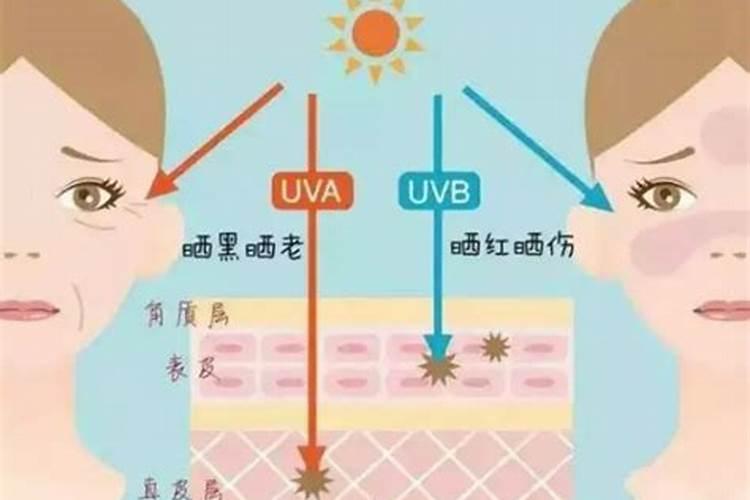 伊贝诗鱼子蛋白紧致提升精华液适合搭配哪些护肤品使用？