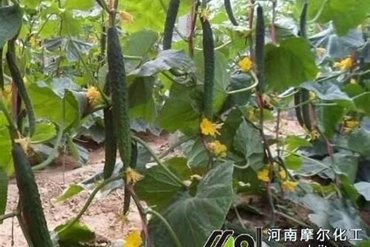 黄瓜什么时候施肥最好 黄瓜最好的施肥时间