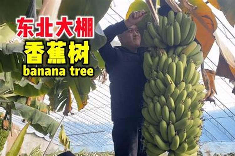 香蕉的管理