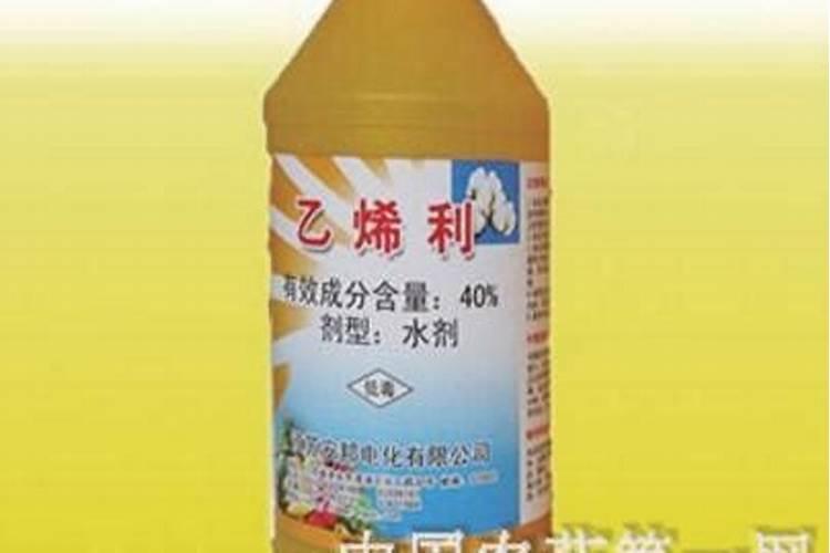 植物生长调节剂与肥料的区别是什么？