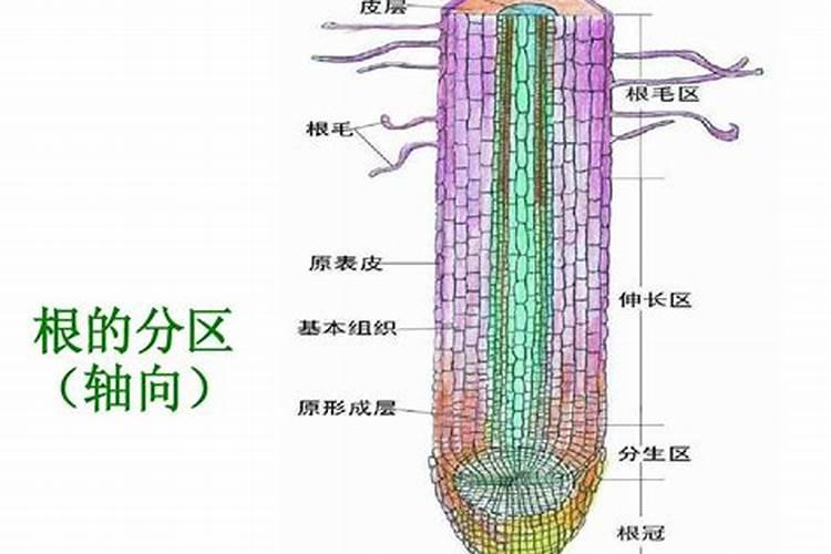 芹菜打什么药可变粗壮,附种植方法