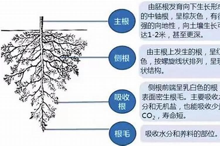 黄瓜喷什么叶面肥茎杆粗壮
