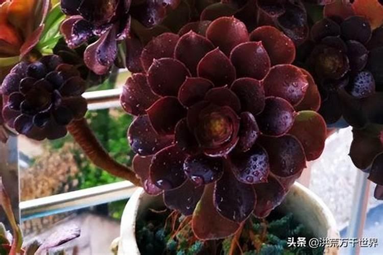 黑法师怎么施肥