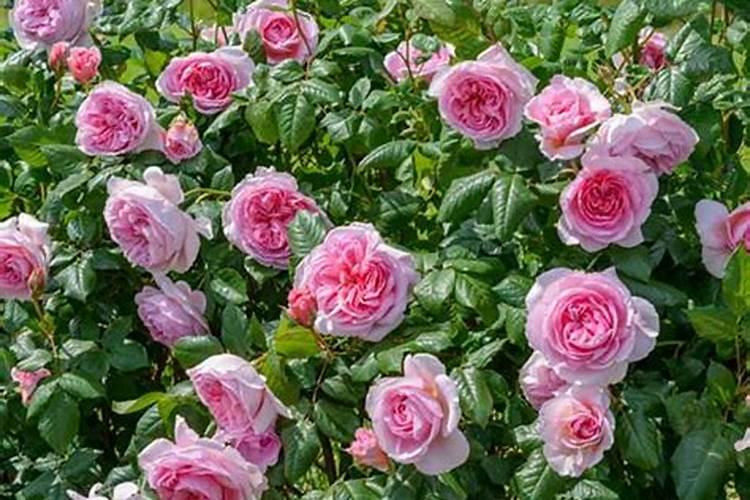 月季花怎么施肥 月季花施什么肥好