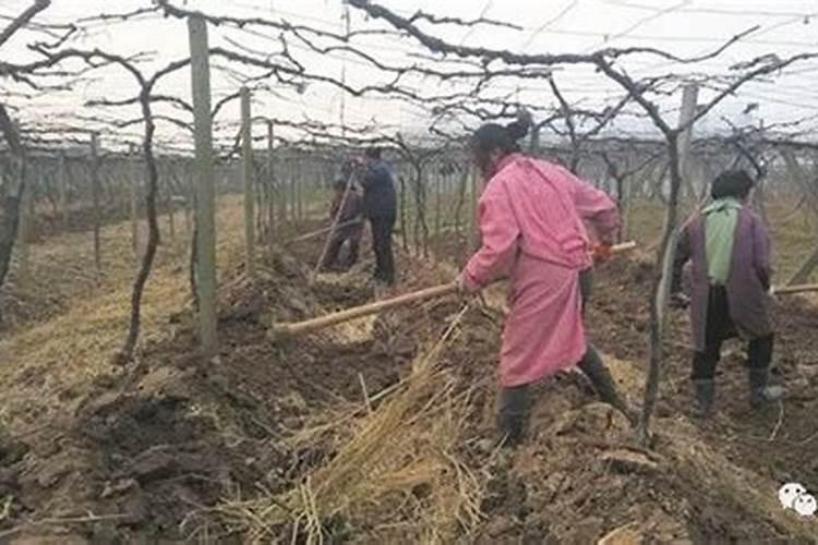 新会柑全年施肥方法 新会柑全年施肥方法有哪些