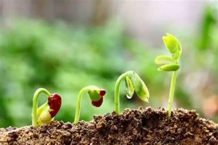 什么花肥能促进发芽、促进植物开花用什么肥