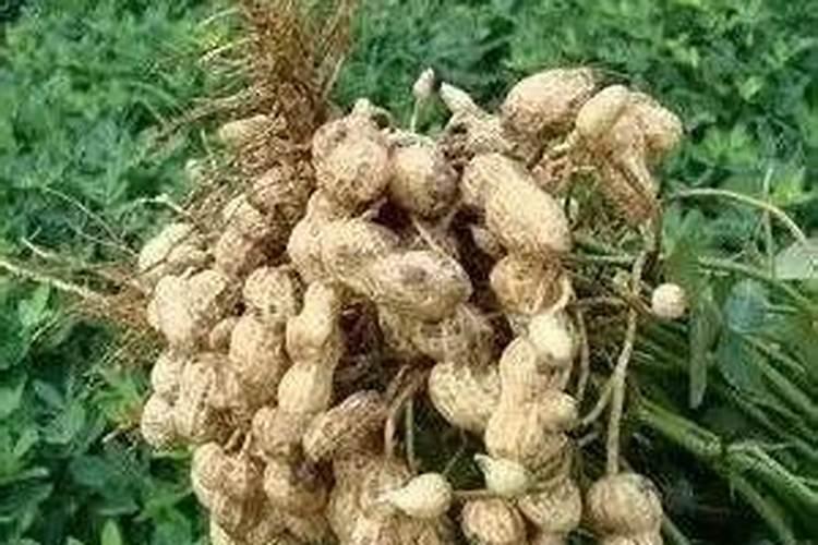 花生什么时候打芸苔素 如何使用才能提高产量