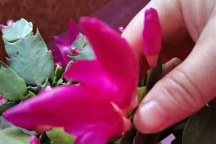 蟹爪兰开花期叶子又软又蔫烂根怎么办？