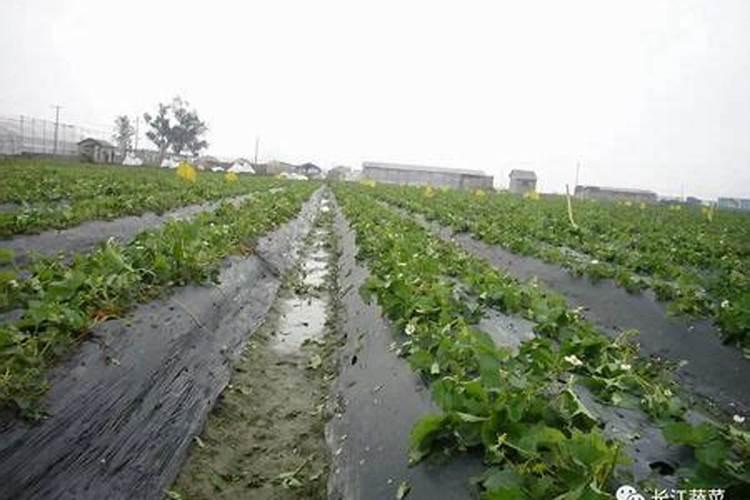 大雨过后蔬菜应及时用什么肥料