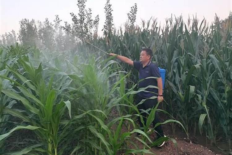 苦瓜涝害用什么药治雨水过多苦瓜树枯萎